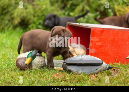 Chocolate Labrador Retriever Welpen und entelockvögel Stockfoto