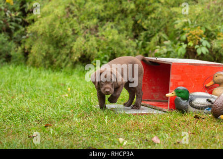 Chocolate Labrador Retriever Welpen und entelockvögel Stockfoto