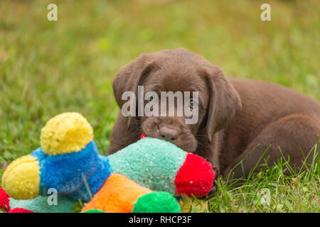 Chocolate Labrador Retriever Welpen Kauen auf ein buntes Spielzeug. Stockfoto