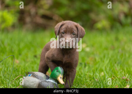 Chocolate Labrador Retriever Welpen und eine Stockente Vogelkoje. Stockfoto