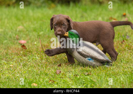 Lab Welpen eine Stockente Lockvogel. Stockfoto