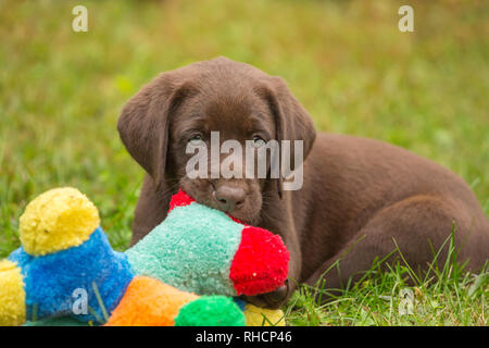 Chocolate Labrador Retriever Welpen Kauen auf ein buntes Spielzeug. Stockfoto