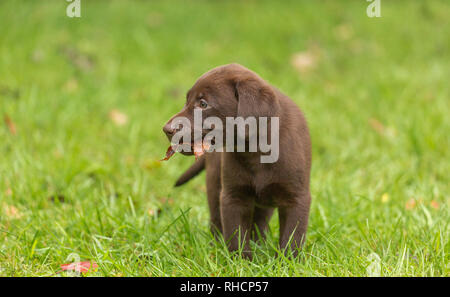 Chocolate Labrador Retriever Welpen mit einem Herbst Blatt. Stockfoto