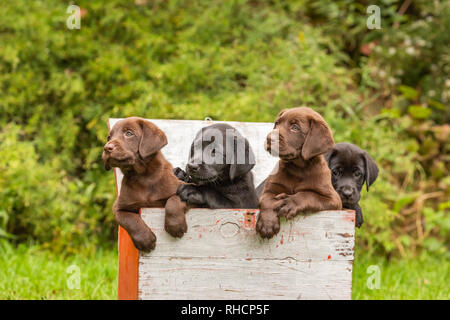 Labrador Retriever Welpen in einem vogelkoje. Stockfoto