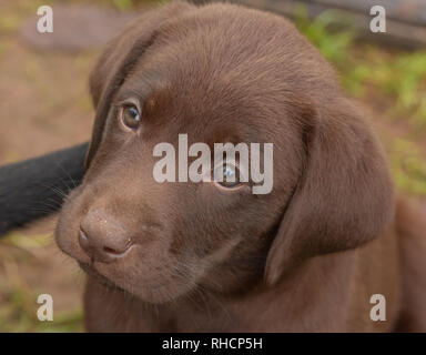 Nahaufnahme eines chocolate Labrador Retriever Welpen. Stockfoto