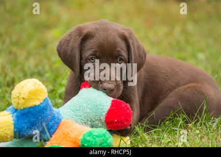 Chocolate Labrador Retriever Welpen Kauen auf ein buntes Spielzeug. Stockfoto