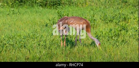 Sandhill Colt gefunden ein wenig Schatten an einem heissen Sommertag in Nordwisconsin. Stockfoto