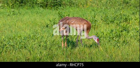 Sandhill Colt gefunden ein wenig Schatten an einem heissen Sommertag in Nordwisconsin. Stockfoto