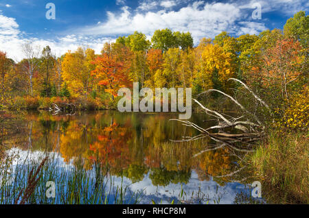 Herbst auf der East Fork des Chippewa River im Norden von Wisconsin (chequamegon National Forest ist auf der anderen Seite des Flusses). Stockfoto