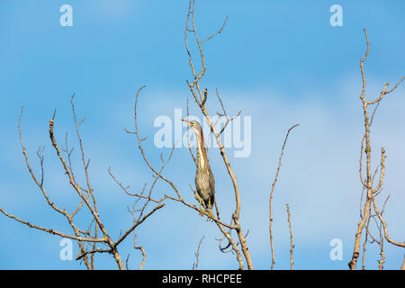 Juvenile Green Heron thront in einem Baumstumpf. Stockfoto