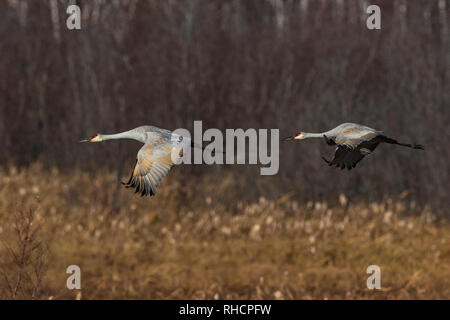 Kanadakraniche über Crex Wiesen im Nordwesten von Wisconsin fliegen. Stockfoto
