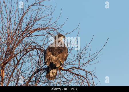 Unreife Weißkopfseeadler in Crex Wiesen (Nordwesten von Wisconsin). Stockfoto