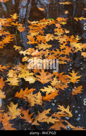 Rote eiche Blätter schwimmen in eine Wüste See in Nordwisconsin. Stockfoto