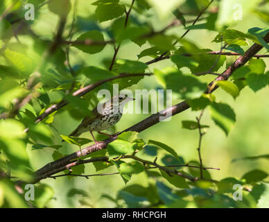 Ovenbird thront in gesprenkelt Erle in Nordwisconsin. Stockfoto