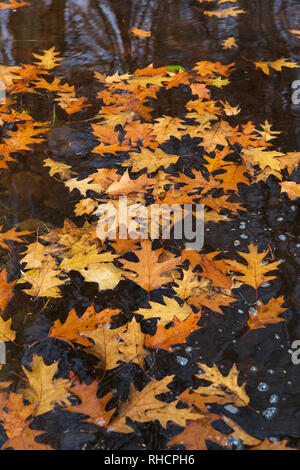 Rote eiche Blätter schwimmen in eine Wüste See in Nordwisconsin. Stockfoto