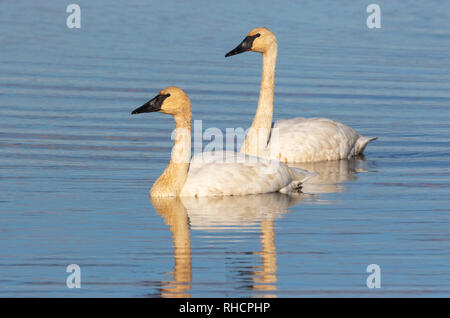 Trumpeter Schwäne auf dem Phantom Lake in Crex Wiesen im Nordwesten von Wisconsin. Stockfoto