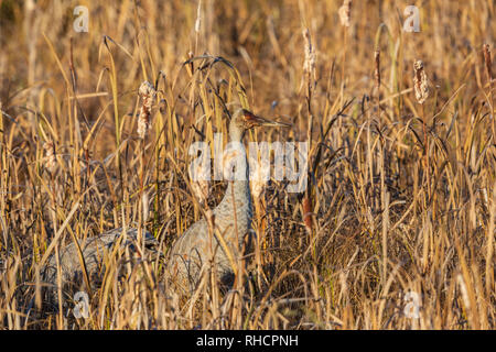 Muddy konfrontiert Sandhill Crane suchen nach Nahrung in Crex Wiesen. Stockfoto