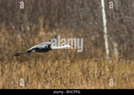 Sandhill Crane fliegt über Crex wiesen Naturschutzgebiet. Stockfoto