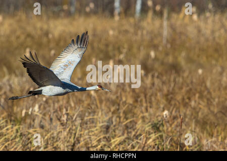 Sandhill Crane fliegt über Crex wiesen Naturschutzgebiet. Stockfoto