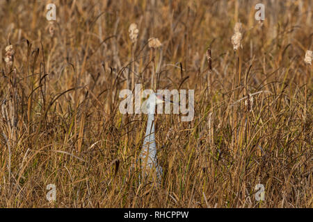 Crex wiesen Naturschutzgebiet - Sandhill Crane stehend in einem Feld. Stockfoto