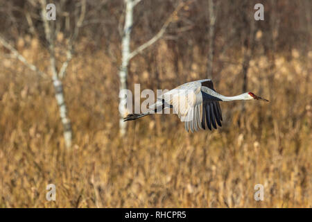 Sandhill Crane fliegt über Crex wiesen Naturschutzgebiet. Stockfoto