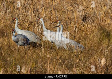 Kanadakraniche Fütterung in einem Feld zu Crex Wiesen (Northwest Wisconsin). Stockfoto