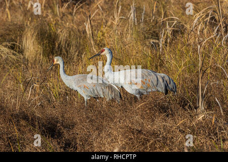 Kanadakraniche Fütterung in einem Feld zu Crex Wiesen (Northwest Wisconsin). Stockfoto
