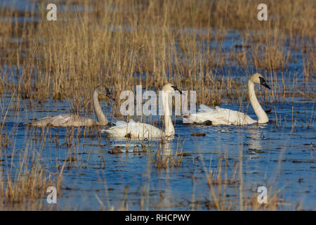 Trumpeter Schwäne schwimmen auf dem Phantom Lake in Crex wiesen Naturschutzgebiet. Stockfoto