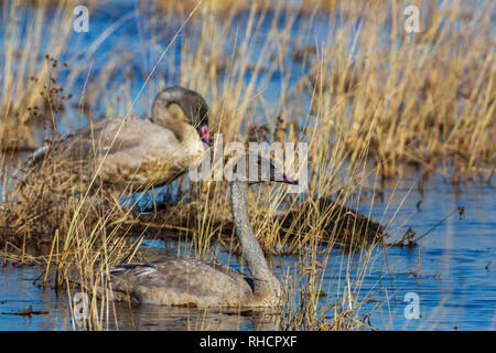 Juvenile trumpeter Schwäne auf dem Phantom Lake in Crex wiesen Naturschutzgebiet. Stockfoto