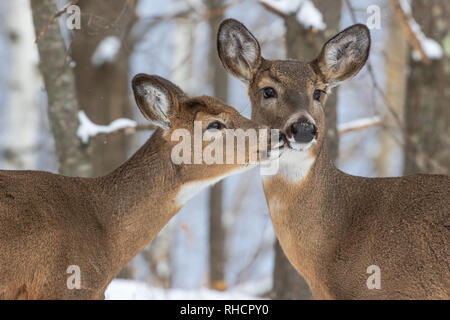 White-tailed Ricke mit ihrem Kitz tief in den nördlichen Wald. Stockfoto