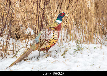 Männliche ring-necked pheasant stehen im nördlichen Wisconsin Schnee. Stockfoto