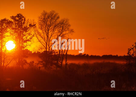 Kanadakraniche fliegen zu roost wie die Sonne über Crex Wiesen im Nordwesten von Wisconsin. Stockfoto