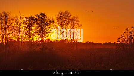 Kanadakraniche fliegen zu roost wie die Sonne über Crex Wiesen im Nordwesten von Wisconsin. Stockfoto