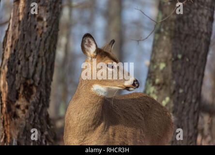 Weiß - angebundene Rotwild Stockfoto