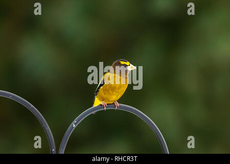 Männliche abend Grosbeak in Nordwisconsin. Stockfoto