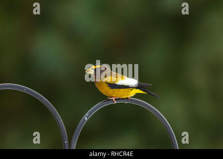 Männliche abend Grosbeak in Nordwisconsin. Stockfoto