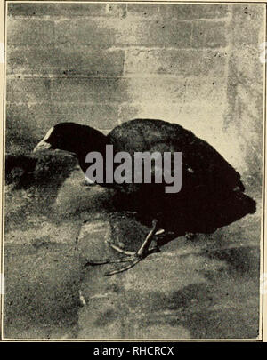 "Fell und Feder in North China" (1914) Stockfoto