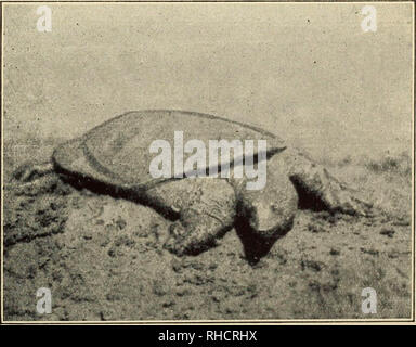 "Fell und Feder in North China" (1914) Stockfoto