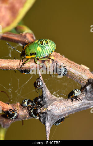 Eine Gruppe von frisch geschlüpften schwarzen Schild bug Nymphen mit einer älteren grünen Schild Bug über ihnen in einem dornigen Baum. Foto in Houston, TX. Stockfoto