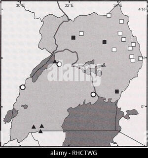 . Bonner zoologische nach 1550. Zoologie. THORN & Amp; K £ RBIS PETERHANS, kleine Säugetiere VON UGANDA lyses zeigen Macroscelidea in einen neuen, größeren Gruppierung namens Afrotheria, mit nicht nur goldene - Maulwürfe und tenreks (Afrosoricida), aber Erdferkel, hyraxes, Elefanten, und Seekühe gehören; die aber ausgeschlossen sind Spitzmäuse und Igel (früher auch in Insectivora) (Murphy et al. 2001, und andere Papiere). Nur etwa 15 Arten in 4 Gattungen von Ele-phant-spitzmäuse sind heute bekannt, und nur vier Arten kommen in Uganda. Mit einem Tier in der Hand (Sie sind sehr harmlos), sollte die Identifizierung möglich her. Stockfoto