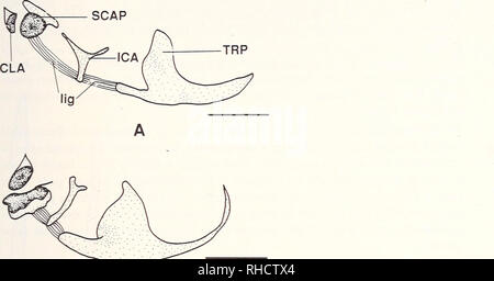 . Bonner zoologische nach 1550. Zoologie. 125 Wie in anderen ostariophysans (vgl. Fink & Amp; Fink 1981). Die anteriormost supraneural Phoxinus ist nicht gegeben. Supraneural 3 (Neuronale Komplex von Chen et al. 1984) ist an der dorsalen Seite des neuronalen Bögen 3 und 4 präsentieren. und Posterioren zu neuronalen Bogen 2. Supraneural3 ist eine plättchenförmige Struktur mit Einschnürung in der Mitte der vorderen und hinteren Rand. Seine Rückenflosse. Bitte beachten Sie, dass diese Bilder aus gescannten Seite Bilder, die digital haben für die Lesbarkeit verbessert - Färbung und Aussehen dieser Abbildungen können nicht p Stockfoto