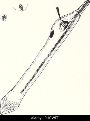 . Bonner zoologische nach 1550. Zoologie. 10. Abb. 3: Zeichnung eines seitlichen Aspekt eines frühen Larven der Branchiostoma lanceolatiim (Ca. llOh post-Befruchtung, 18°C). Nonnal Fütterung stel lung: Die lange Achse des Körpers ist in einem Winkel von etwa 60 aus dem horizontalen und dem vorderen Ende und das ventrale Oberfläche sind in Richtung Oberfläche geleitet. In der linken oberen Ecke zwei Personen von Diinaliella (Chlorophycaea, Polyblepha - ridaceae), ein regelmäßiges Essen Orga-Kommunismus im Labor Kulturen von B.lanceolatiim, dargestellt. Ontogenetische Stadium vergleichbar mit einem in Abb. 7. planktonische Larven in Th Stockfoto