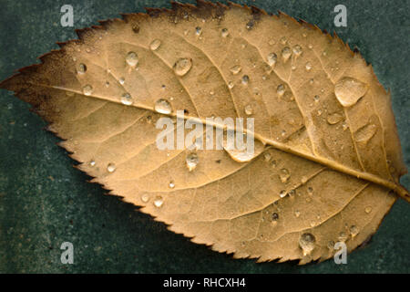 Gefallenen Palisander Blatt mit Wassertropfen Draufsicht, Herbst Farben Stockfoto