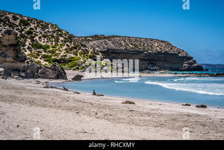 Seal Bay auf Kangaroo Island, Südaustralien mit ruhenden Australische Seelöwen Stockfoto