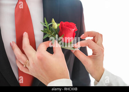 Braut Bräutigam setzt auf Anstecker aus roten Rosen am Hochzeitstag. Die Hände der Jungvermählten. Hochzeitstag. Der beste Tag eines jungen Paares Stockfoto