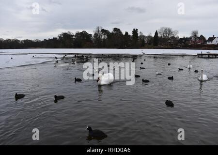 Enten und Schwäne auf einem teilweise gefrorenen Petersfield See (alias Heath Teich), Petersfield, Hampshire, England. Stockfoto