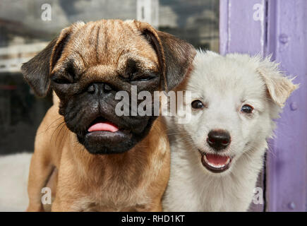 Porträt von zwei jungen, verschiedene suchen Hunde, neben einander, fotografiert außerhalb einer Pet Shop in den Philippinen Stockfoto