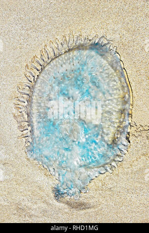 Eine transparente und bläuliche jelly Suche Fisch auf Sand bei Sabang Beach, Provinz Palawan, Philippinen liegen Stockfoto