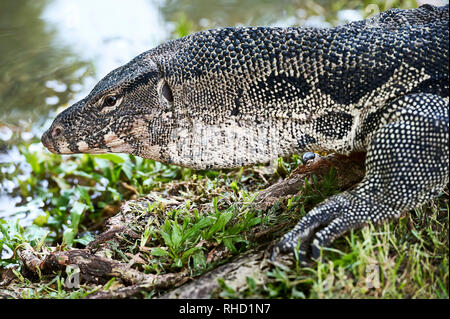 Die Hälfte Portrait eines älteren Monitor Eidechse Reptile laufen auf Gras im Lumpini Park in Bangkok, Thailand Stockfoto