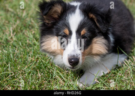 Cute Puppy von Shetland sheepdog liegt im grünen Gras. Close Up. Drei Monate alt. Heimtiere. Stockfoto